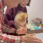 Sisley Choi Instagram - 雙喜臨門🧧人日初七 油生八歲生日！ 今年仲唔發大財?😹🤝🏼 祝各位 龍精虎猛 平安 每事順♥️ #人日快樂 #油嘜菜