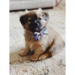 Skyler Samuels Instagram - There’s been a notable void since our sweet family dog of more than 15yrs passed away in December. My mom and I decided to foster through @tobiessmalldogrescue to bring a little puppy love back into our life. Little did we know we would “foster fail” and fall especially in love with this little guy. Not a fail at all, this is a foster WIN. We’ve been lucky enough to spend the last week with this little guy and his two sisters. We are grateful all three dogs have found wonderful homes, including ours. Welcome to the family little man 🐶💙 #foster #fosterdog #adoptdontshop
