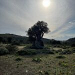Smaragda Karydi Instagram - Χρόνια πολλά σε όλους 🌻 Άνοιξη Ανάσταση Ανάταση και Φως μέσα μας και γύρω μας