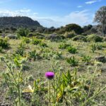 Smaragda Karydi Instagram - Χρόνια πολλά σε όλους 🌻 Άνοιξη Ανάσταση Ανάταση και Φως μέσα μας και γύρω μας