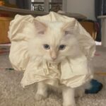 SoKo Instagram – 💫 HARD LAUNCH : This is COMET cat 💫 
#meow #siberiancat
📸 by @miriam_marlene