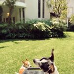 Sofía Sisniega Instagram - My watchdogs. #home