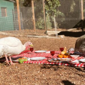 Sofía Sisniega Instagram - Celebrating #thanksvegan with @peta @officialpetalatino 🦃
Thank you for having us @kindredspiritscarefarm 🍲

If you wouldn’t kill an animal why pay someone to do it? 🍂 
¿Si tú no matarías a un animal por qué pagar para que alguien lo haga? 🍁 

#veganthanksgiving #veganfood #thanksgiving #govegan #kindredspiritscarefarm