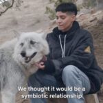 Sofia Boutella Instagram - 🩶🐺🩶 When we wrapped, Zack and Debbie gave me the best gift by taking me see my favorite animal for the first time ever and introducing me to @apexprotectionproject and the incredible work they have been doing to protect Wolves.