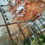 Sofiee Ng Hoi-yan Instagram - Spring in Seoul 🧚‍♀️
