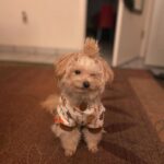 Sol Rodríguez Instagram – Fotos con mi bebe Buñuelo xq la extraño muchooo 🥹🫶🏽💖
Pics with my baby Buñuelo bc i miss her soo muchh