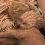 Sol Rodríguez Instagram - Fotos con mi bebe Buñuelo xq la extraño muchooo 🥹🫶🏽💖 Pics with my baby Buñuelo bc i miss her soo muchh