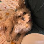 Sol Rodríguez Instagram - Fotos con mi bebe Buñuelo xq la extraño muchooo 🥹🫶🏽💖 Pics with my baby Buñuelo bc i miss her soo muchh