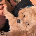 Sol Rodríguez Instagram - Fotos con mi bebe Buñuelo xq la extraño muchooo 🥹🫶🏽💖 Pics with my baby Buñuelo bc i miss her soo muchh