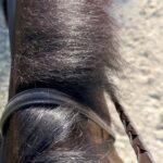 Soledad O'Brien Instagram - Morning ride. Perfect weather. Perfect horse. ❤️❤️