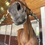 Soledad O'Brien Instagram - Singapore! Post many, many molasses cookies.