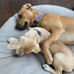 Soledad O'Brien Instagram - When they were puppies ❤️