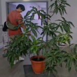 Somaline Ang Instagram - My life lately 1 Right before I cut my long hair 2 Nick helping to transport my mango tree in the middle of the night 3 Sunbirds building nest on my lemon tree!!!!! 4 It's the hardest night ever in my life 5 Nick showing off he's married 6 My loves🌶🌶🌶 7 Growing long beans 8 One and only mango hanging on the tree, so must take picture 9 Saw a bunch of cute chickens after our stunt training