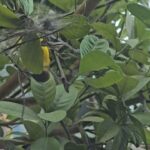Somaline Ang Instagram - My life lately 1 Right before I cut my long hair 2 Nick helping to transport my mango tree in the middle of the night 3 Sunbirds building nest on my lemon tree!!!!! 4 It's the hardest night ever in my life 5 Nick showing off he's married 6 My loves🌶🌶🌶 7 Growing long beans 8 One and only mango hanging on the tree, so must take picture 9 Saw a bunch of cute chickens after our stunt training