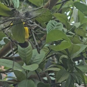 Somaline Ang Instagram - My life lately
1 Right before I cut my long hair
2 Nick helping to transport my mango tree in the middle of the night 
3 Sunbirds building nest on my lemon tree!!!!!
4 It's the hardest night ever in my life
5 Nick showing off he's married 
6 My loves🌶🌶🌶
7 Growing long beans 
8 One and only mango hanging on the tree, so must take picture
9 Saw a bunch of cute chickens after our stunt training