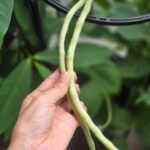 Somaline Ang Instagram - My life lately 1 Right before I cut my long hair 2 Nick helping to transport my mango tree in the middle of the night 3 Sunbirds building nest on my lemon tree!!!!! 4 It's the hardest night ever in my life 5 Nick showing off he's married 6 My loves🌶🌶🌶 7 Growing long beans 8 One and only mango hanging on the tree, so must take picture 9 Saw a bunch of cute chickens after our stunt training