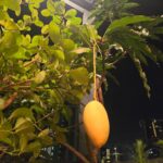 Somaline Ang Instagram - My life lately 1 Right before I cut my long hair 2 Nick helping to transport my mango tree in the middle of the night 3 Sunbirds building nest on my lemon tree!!!!! 4 It's the hardest night ever in my life 5 Nick showing off he's married 6 My loves🌶🌶🌶 7 Growing long beans 8 One and only mango hanging on the tree, so must take picture 9 Saw a bunch of cute chickens after our stunt training