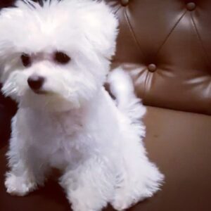 Son Ga-in Instagram - 손을 준거지? 아닌가. . .ㅠㅠ