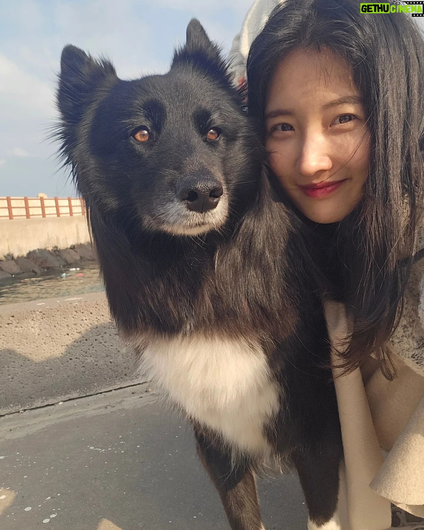 Son Ji-hyun Instagram - 제주에서 만난 샌디..반가워🙂!Photo by @jiahnpark581 @sumalimda 🥰🥰