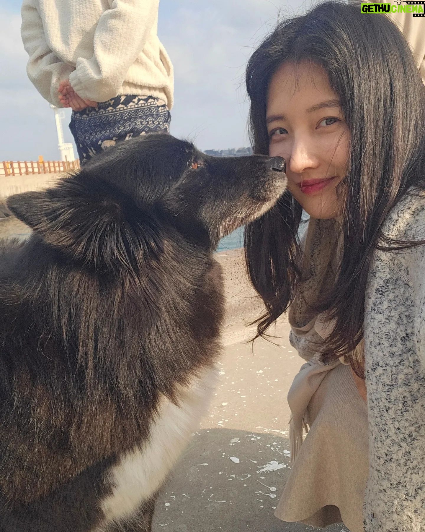 Son Ji-hyun Instagram - 제주에서 만난 샌디..반가워🙂!Photo by @jiahnpark581 @sumalimda 🥰🥰
