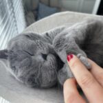 Son Tae-young Instagram - 🩷😽🐈‍⬛