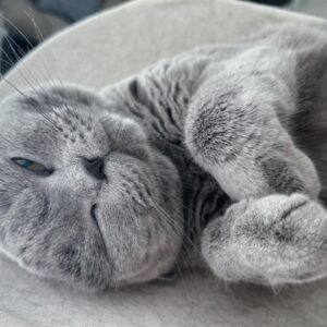 Son Tae-young Instagram - 🩷😽🐈‍⬛