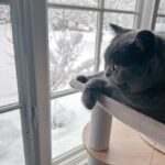 Son Tae-young Instagram - 우리 벨라도☃️