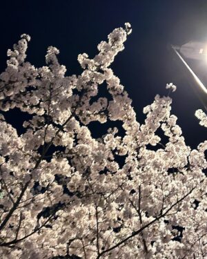 Song Su-i Instagram - ૮꒰ྀི σ̴̶̷̤ . σ̴̶̷̤ ꒱ྀིა … 팝콘이다 … 🌸🍿