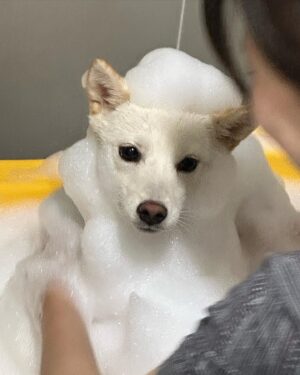 Song Su-i Instagram - ˚ ༘ ೀ⋆🥚｡˚🐾₊˚ෆ
