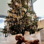 Sonia Kruger Instagram - Sleigh all day!🎄🎅🏻🎁 @danceranddasher