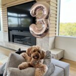 Sonia Kruger Instagram - Happy Birthday Teddy Bear! 🐶🎈