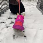 Sophia Anne Caruso Instagram - Iris and I enjoying the cold happy birthday @mattstarrmattstarr
