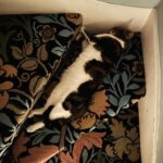 Sophie Ellis-Bextor Instagram - My cat sleeps in strange places. 🐈 #catsofinstagram