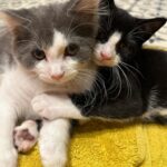 Sophie Ellis-Bextor Instagram - We’ve got some new kittens and they are pretty flipping cute. Introducing Don and Betty. Yes, Madmen cats. 🐈‍⬛ 🐈