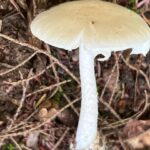 Sophie Grégoire Instagram - Do you like mushrooms? Don’t worry, these ones aren’t magic! I was lucky enough to go mushroom picking with close friends and a wild mushroom expert in the Laurentians. I’m in awe and fascinated with the biological functions and potency of the fungi covering our forests floors and their underlying network of mycelium. From very edible chanterelles and porcinis to the deadly Death Angel, one must use great discernment and solid information before consuming! Nothing like a grill in nature to get a taste of its natural delights! Aimez-vous les champignons? Rassurez-vous…ceux-ci ne sont pas magiques! Quelle chance j’ai eue de découvrir la richesse des sols de nos forêts entre amis avec l’aide d’un expert en champignons sauvages. Les fonctions biologiques et l’étendue du réseau sous-terrain du mycélium sont incroyables. Des grands comestibles tels les chanterelles et les bolets au danger mortel associé à l’Ange de la Mort, il faut faire preuve de grande prudence lors d’une aventure de cueillette vers l’assiette!