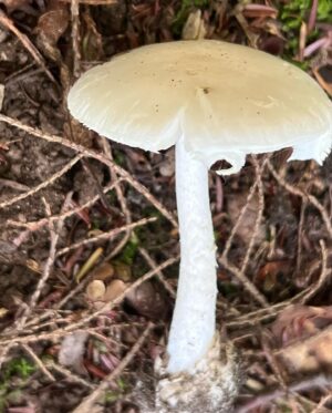 Sophie Grégoire Instagram - Do you like mushrooms? Don’t worry, these ones aren’t magic! I was lucky enough to go mushroom picking with close friends and a wild mushroom
expert in the Laurentians. I’m in awe and fascinated with the  biological functions and potency of the fungi covering our forests floors and their underlying network of mycelium. From very edible chanterelles and porcinis to the deadly Death Angel, one must use great discernment and solid information before consuming! Nothing like a grill in nature to get a taste of its natural delights! 

Aimez-vous les champignons? Rassurez-vous…ceux-ci ne sont pas magiques! Quelle chance j’ai eue de découvrir la richesse des sols de nos forêts entre amis avec l’aide d’un expert en champignons sauvages. Les fonctions biologiques et l’étendue du réseau sous-terrain du mycélium sont incroyables. Des grands comestibles tels les chanterelles et les bolets au danger mortel associé à l’Ange de la Mort, il faut faire preuve de grande prudence lors d’une aventure de cueillette vers l’assiette!