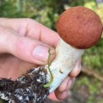 Sophie Grégoire Instagram - Do you like mushrooms? Don’t worry, these ones aren’t magic! I was lucky enough to go mushroom picking with close friends and a wild mushroom expert in the Laurentians. I’m in awe and fascinated with the biological functions and potency of the fungi covering our forests floors and their underlying network of mycelium. From very edible chanterelles and porcinis to the deadly Death Angel, one must use great discernment and solid information before consuming! Nothing like a grill in nature to get a taste of its natural delights! Aimez-vous les champignons? Rassurez-vous…ceux-ci ne sont pas magiques! Quelle chance j’ai eue de découvrir la richesse des sols de nos forêts entre amis avec l’aide d’un expert en champignons sauvages. Les fonctions biologiques et l’étendue du réseau sous-terrain du mycélium sont incroyables. Des grands comestibles tels les chanterelles et les bolets au danger mortel associé à l’Ange de la Mort, il faut faire preuve de grande prudence lors d’une aventure de cueillette vers l’assiette!