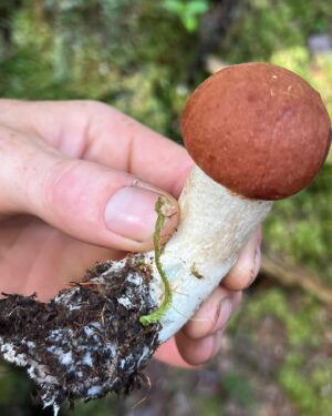 Sophie Grégoire Instagram - Do you like mushrooms? Don’t worry, these ones aren’t magic! I was lucky enough to go mushroom picking with close friends and a wild mushroom
expert in the Laurentians. I’m in awe and fascinated with the  biological functions and potency of the fungi covering our forests floors and their underlying network of mycelium. From very edible chanterelles and porcinis to the deadly Death Angel, one must use great discernment and solid information before consuming! Nothing like a grill in nature to get a taste of its natural delights! 

Aimez-vous les champignons? Rassurez-vous…ceux-ci ne sont pas magiques! Quelle chance j’ai eue de découvrir la richesse des sols de nos forêts entre amis avec l’aide d’un expert en champignons sauvages. Les fonctions biologiques et l’étendue du réseau sous-terrain du mycélium sont incroyables. Des grands comestibles tels les chanterelles et les bolets au danger mortel associé à l’Ange de la Mort, il faut faire preuve de grande prudence lors d’une aventure de cueillette vers l’assiette!