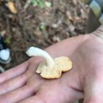 Sophie Grégoire Instagram - Do you like mushrooms? Don’t worry, these ones aren’t magic! I was lucky enough to go mushroom picking with close friends and a wild mushroom expert in the Laurentians. I’m in awe and fascinated with the biological functions and potency of the fungi covering our forests floors and their underlying network of mycelium. From very edible chanterelles and porcinis to the deadly Death Angel, one must use great discernment and solid information before consuming! Nothing like a grill in nature to get a taste of its natural delights! Aimez-vous les champignons? Rassurez-vous…ceux-ci ne sont pas magiques! Quelle chance j’ai eue de découvrir la richesse des sols de nos forêts entre amis avec l’aide d’un expert en champignons sauvages. Les fonctions biologiques et l’étendue du réseau sous-terrain du mycélium sont incroyables. Des grands comestibles tels les chanterelles et les bolets au danger mortel associé à l’Ange de la Mort, il faut faire preuve de grande prudence lors d’une aventure de cueillette vers l’assiette!
