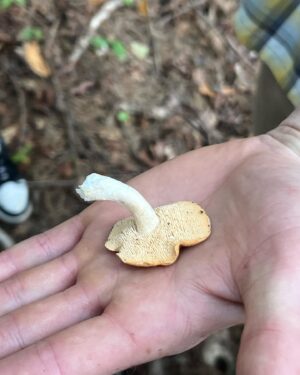 Sophie Grégoire Instagram - Do you like mushrooms? Don’t worry, these ones aren’t magic! I was lucky enough to go mushroom picking with close friends and a wild mushroom
expert in the Laurentians. I’m in awe and fascinated with the  biological functions and potency of the fungi covering our forests floors and their underlying network of mycelium. From very edible chanterelles and porcinis to the deadly Death Angel, one must use great discernment and solid information before consuming! Nothing like a grill in nature to get a taste of its natural delights! 

Aimez-vous les champignons? Rassurez-vous…ceux-ci ne sont pas magiques! Quelle chance j’ai eue de découvrir la richesse des sols de nos forêts entre amis avec l’aide d’un expert en champignons sauvages. Les fonctions biologiques et l’étendue du réseau sous-terrain du mycélium sont incroyables. Des grands comestibles tels les chanterelles et les bolets au danger mortel associé à l’Ange de la Mort, il faut faire preuve de grande prudence lors d’une aventure de cueillette vers l’assiette!