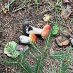 Sophie Grégoire Instagram - Do you like mushrooms? Don’t worry, these ones aren’t magic! I was lucky enough to go mushroom picking with close friends and a wild mushroom expert in the Laurentians. I’m in awe and fascinated with the biological functions and potency of the fungi covering our forests floors and their underlying network of mycelium. From very edible chanterelles and porcinis to the deadly Death Angel, one must use great discernment and solid information before consuming! Nothing like a grill in nature to get a taste of its natural delights! Aimez-vous les champignons? Rassurez-vous…ceux-ci ne sont pas magiques! Quelle chance j’ai eue de découvrir la richesse des sols de nos forêts entre amis avec l’aide d’un expert en champignons sauvages. Les fonctions biologiques et l’étendue du réseau sous-terrain du mycélium sont incroyables. Des grands comestibles tels les chanterelles et les bolets au danger mortel associé à l’Ange de la Mort, il faut faire preuve de grande prudence lors d’une aventure de cueillette vers l’assiette!