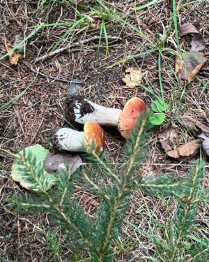 Sophie Grégoire Instagram - Do you like mushrooms? Don’t worry, these ones aren’t magic! I was lucky enough to go mushroom picking with close friends and a wild mushroom
expert in the Laurentians. I’m in awe and fascinated with the  biological functions and potency of the fungi covering our forests floors and their underlying network of mycelium. From very edible chanterelles and porcinis to the deadly Death Angel, one must use great discernment and solid information before consuming! Nothing like a grill in nature to get a taste of its natural delights! 

Aimez-vous les champignons? Rassurez-vous…ceux-ci ne sont pas magiques! Quelle chance j’ai eue de découvrir la richesse des sols de nos forêts entre amis avec l’aide d’un expert en champignons sauvages. Les fonctions biologiques et l’étendue du réseau sous-terrain du mycélium sont incroyables. Des grands comestibles tels les chanterelles et les bolets au danger mortel associé à l’Ange de la Mort, il faut faire preuve de grande prudence lors d’une aventure de cueillette vers l’assiette!
