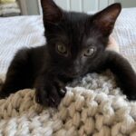 Sophie Reynolds Instagram - everyone say hello to little Remus