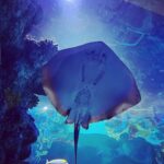 Sophie Rundle Instagram - happy new year, internet friends ✨ 🌍 💕 May the next patch of time we are afforded bring us small joys that mount up to happy days. And may you all see the underside of a stingray because it’s absolutely brilliant. 🐋