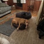 Sosie Bacon Instagram – Stuff that slaps