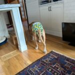 Sosie Bacon Instagram - Stuff that slaps