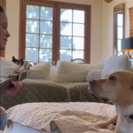 Sosie Bacon Instagram - Last year I glamoured my dog by accident with a @timmytychilders song and it’s the closest I’ve ever felt to @truebloodhbo but in a cute way