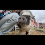 Sosie Bacon Instagram - In the morning Johnny gets a lot of compliments.