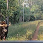 Srishti Ganguli Rindani Instagram - Presenting the next wildlife photography sensation who froze when she spotted her first tiger and clicked a blurry picture that she’s going to proudly hang on her wall. Keep swiping to see the abstract art I’ve created. And then swipe to the last picture, to see the abstract art that God created - accidentally.