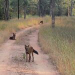 Srishti Ganguli Rindani Instagram - Presenting the next wildlife photography sensation who froze when she spotted her first tiger and clicked a blurry picture that she’s going to proudly hang on her wall. Keep swiping to see the abstract art I’ve created. And then swipe to the last picture, to see the abstract art that God created - accidentally.